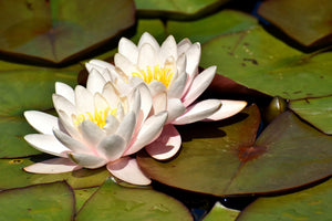 framedcanvas-print-water-lily-duo-in-white