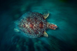 canvas-print-valocity-turtle
