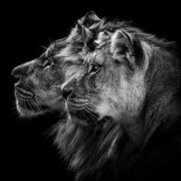 9-piece-aluminium-print-lion-and-lioness-portrait