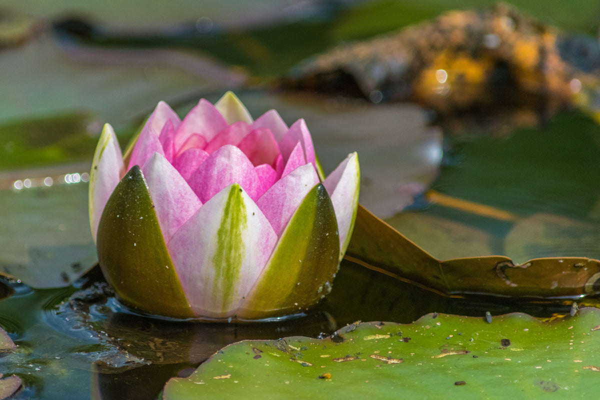 framedposter-print-xl-water-lily-in-pink