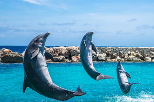 framedcanvas-print-3-dolphins