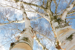 framedcanvas-print-the-2-birches