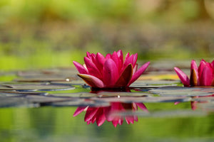 acrylic-print-red-water-lily-duo