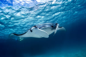 modern-3-piece-canvas-print-manta-ray