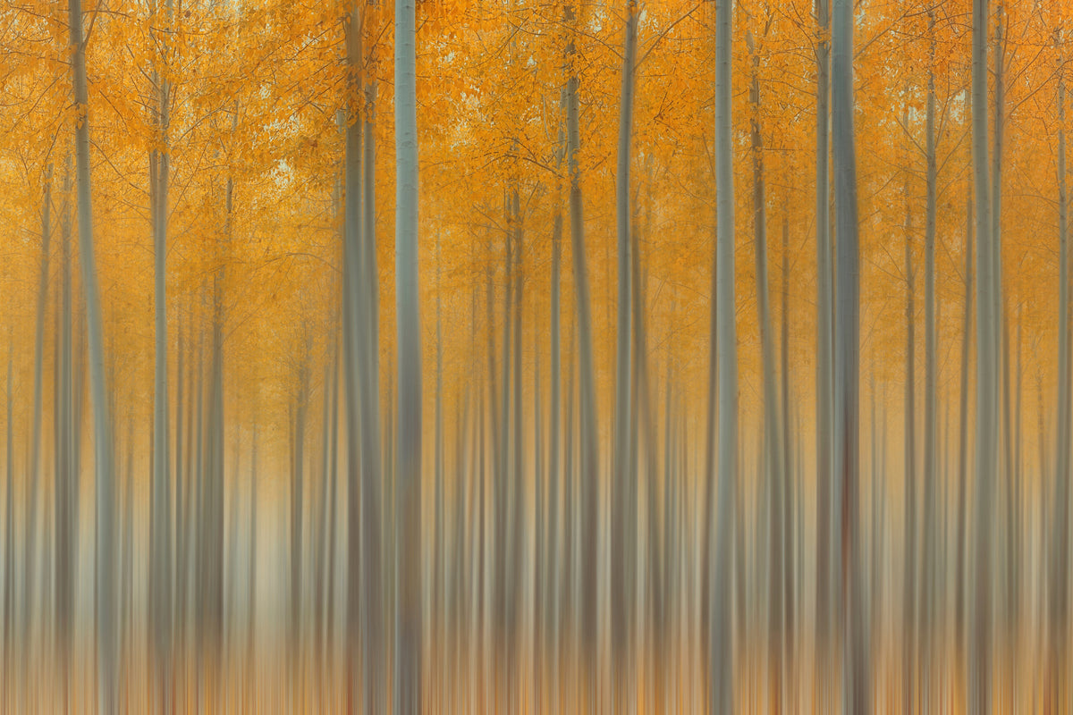 3-piece-acrylic-print-autumn-delight-ii