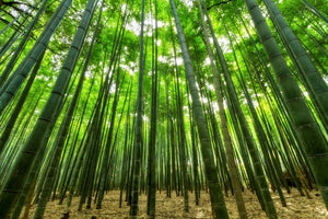 3-piece-acrylic-print-the-bamboo-forest