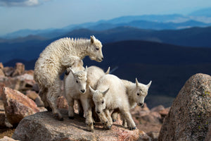 aluminium-print-baby-goats-at-play-x
