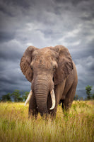 framedcanvas-print-the-big-bull