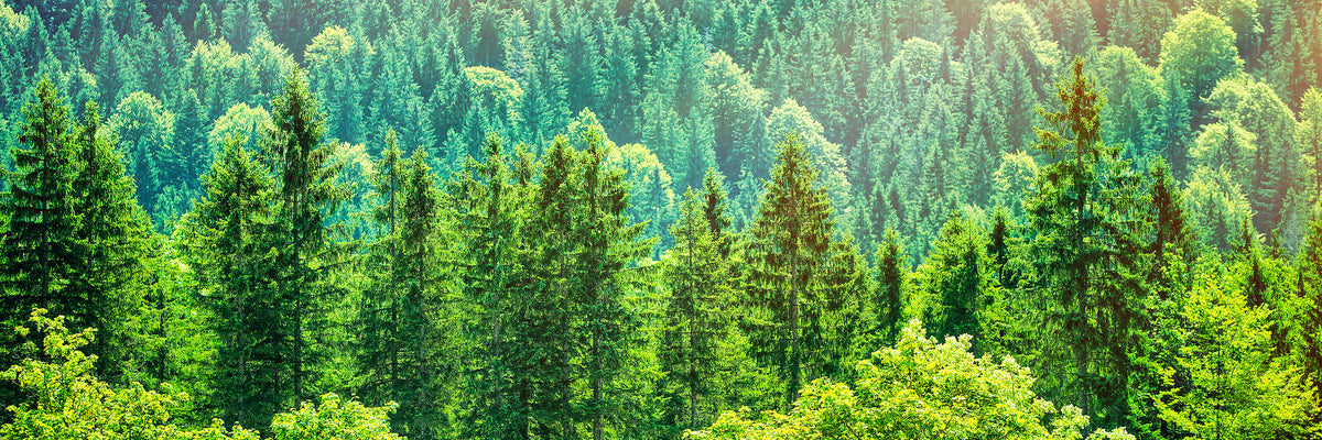 panoramic-aluminium-print-the-forest-hill-panorama