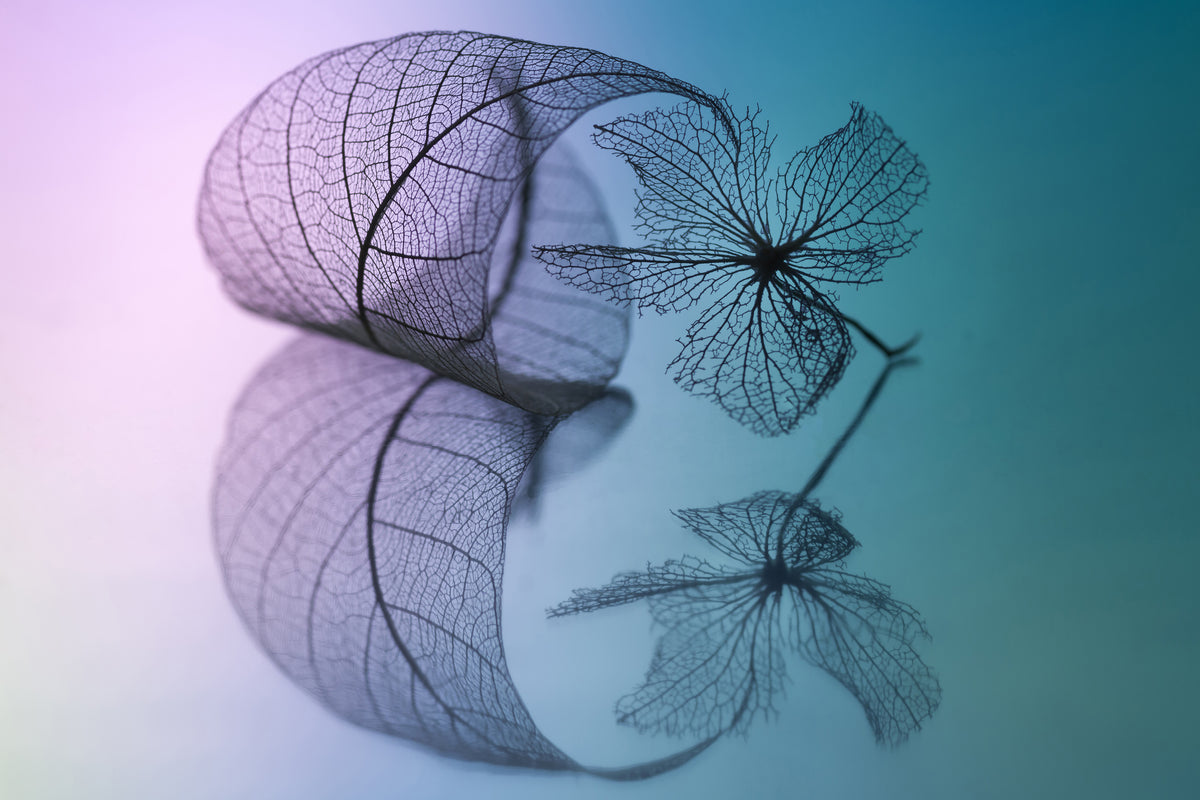 aluminium-print-story-of-leaf-and-flower