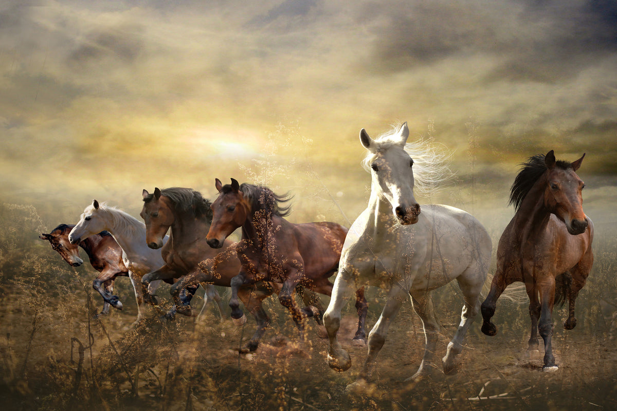 framedcanvas-print-wild-wild-horses