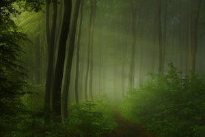 3-piece-aluminium-print-forest-morning