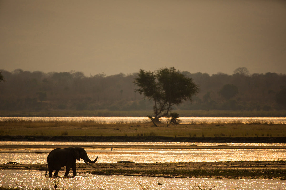 3-piece-canvas-print-elephant-alone-in-the-steppe