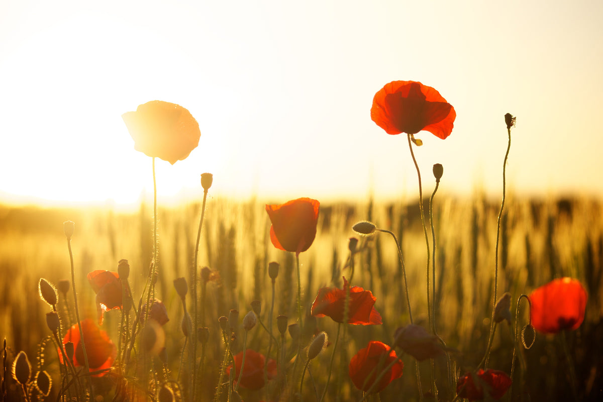 poster-print-poppy-in-the-sunset