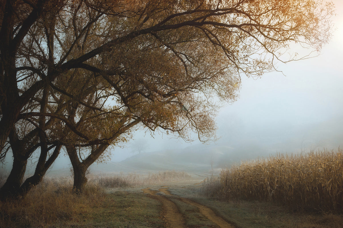 aluminium-print-october-morning-x