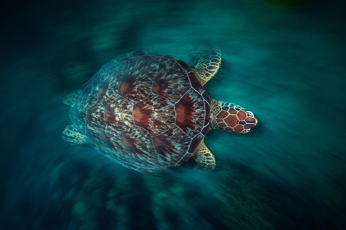 modern-3-piece-aluminium-print-valocity-turtle