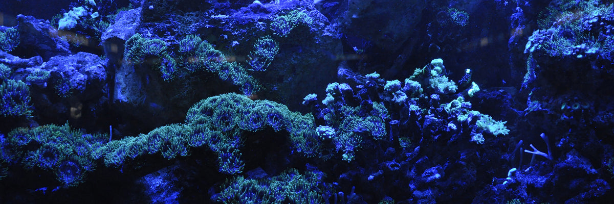 panoramic-3-piece-acrylic-print-coral-reef-in-blue-panorama