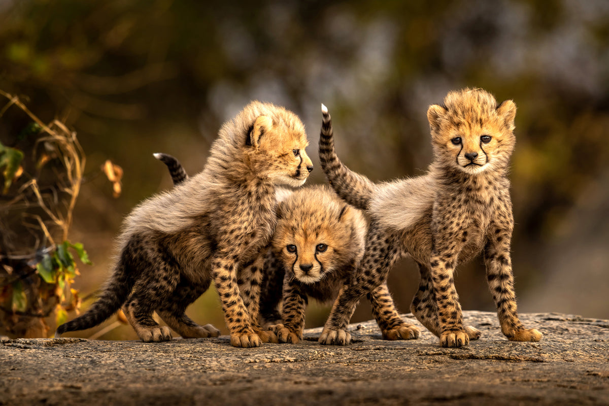 framedcanvas-print-three-little-cheetahs-x
