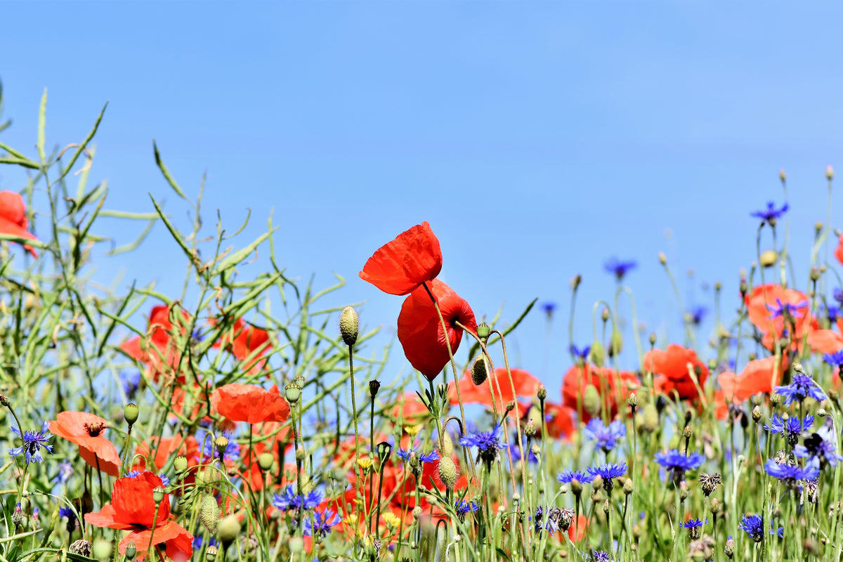 3-piece-aluminium-print-the-poppy-in-the-flower-meadow