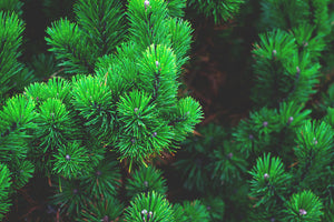 canvas-print-pine-xl