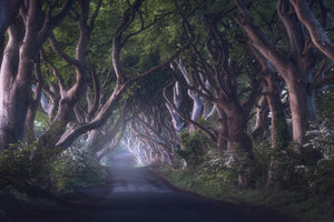 framedcanvas-print-the-dark-hedges