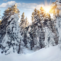 4-piece-aluminium-print-fir-in-snow