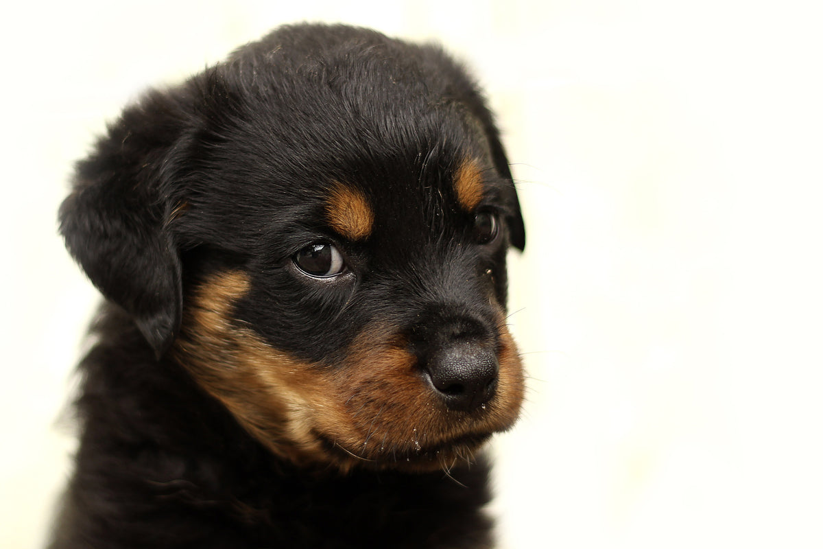 framedcanvas-print-rottweiler-puppy-to-fall-in-love