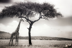 aluminium-print-under-the-african-sun