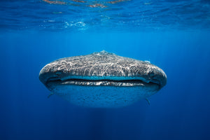 acrylic-print-face-to-face-with-a-whale-shark