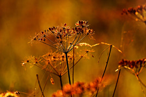 canvas-print-seeds