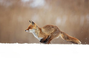 framedposter-print-red-fox-xmv