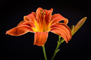 framedcanvas-print-a-lily-flower-in-orange