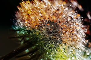 canvas-print-dandelion-in-the-morning-dew