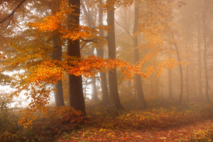 acrylic-print-edge-of-the-woods
