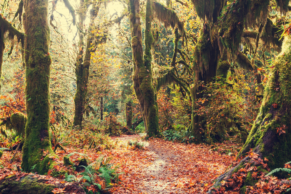 framedcanvas-print-fairies-forest