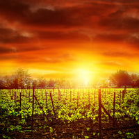 4-piece-canvas-print-the-vineyard-at-sunset