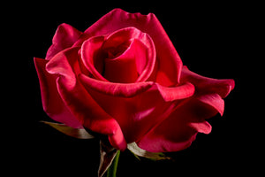 3-piece-aluminium-print-the-flower-of-love