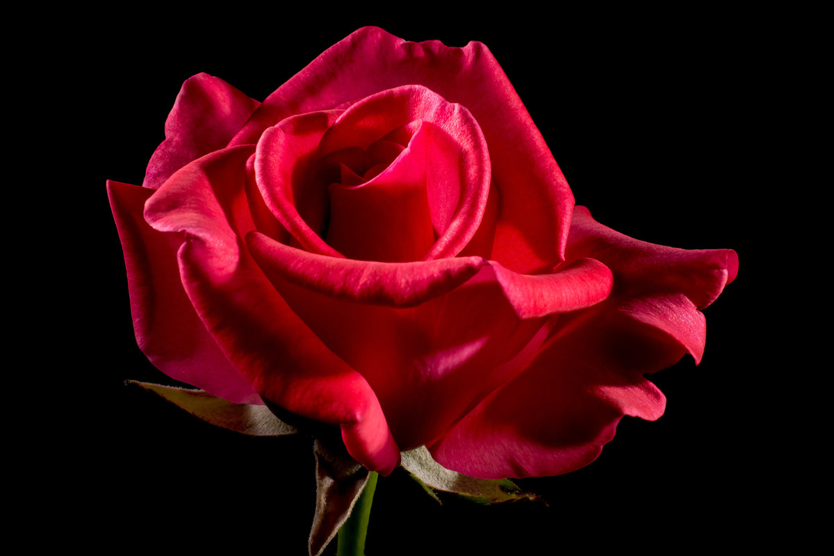 3-piece-aluminium-print-the-flower-of-love