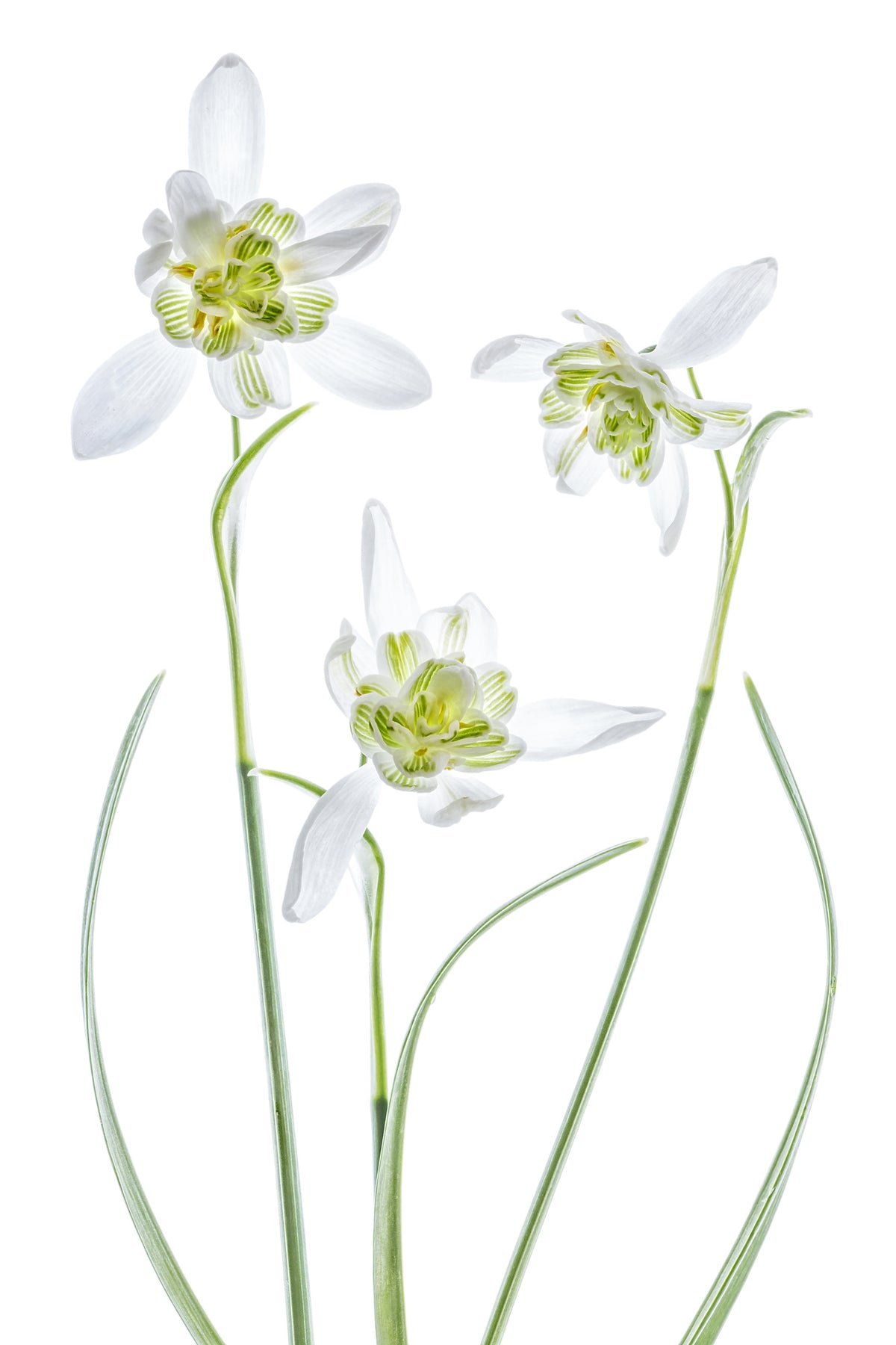 aluminium-print-galanthus-flore-pleno