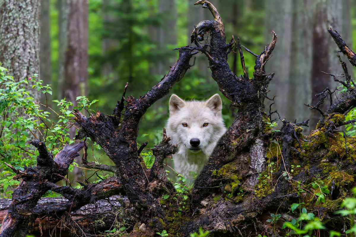 framedcanvas-print-wolf-x