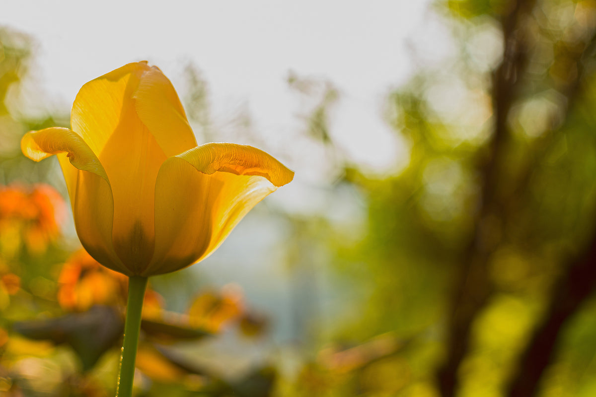 acrylic-print-yellow-tulip-in-the-nature