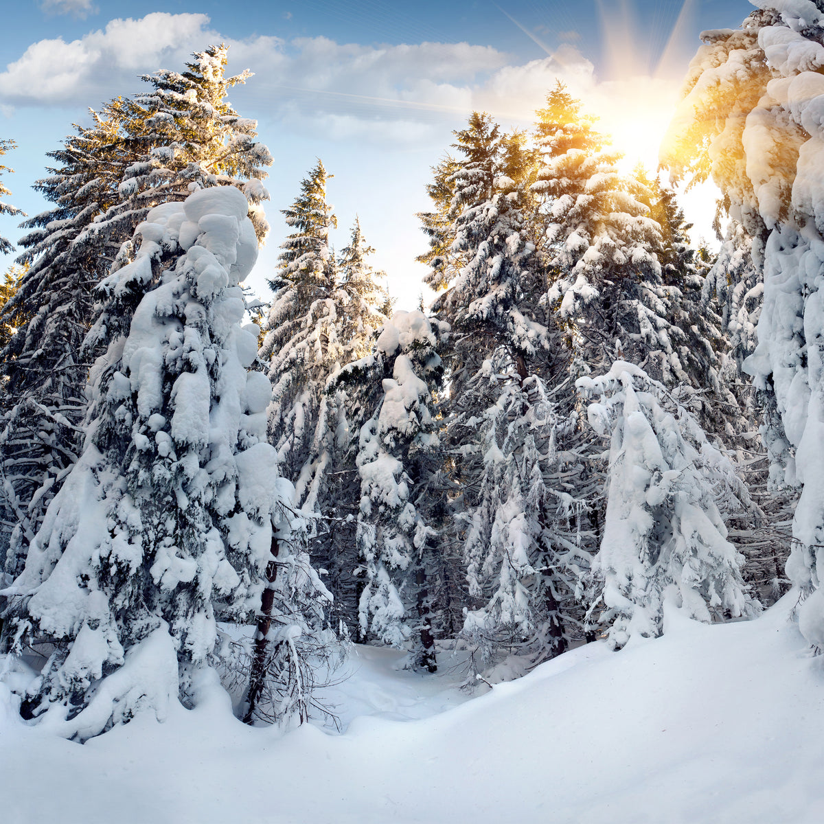4-piece-canvas-print-fir-in-snow