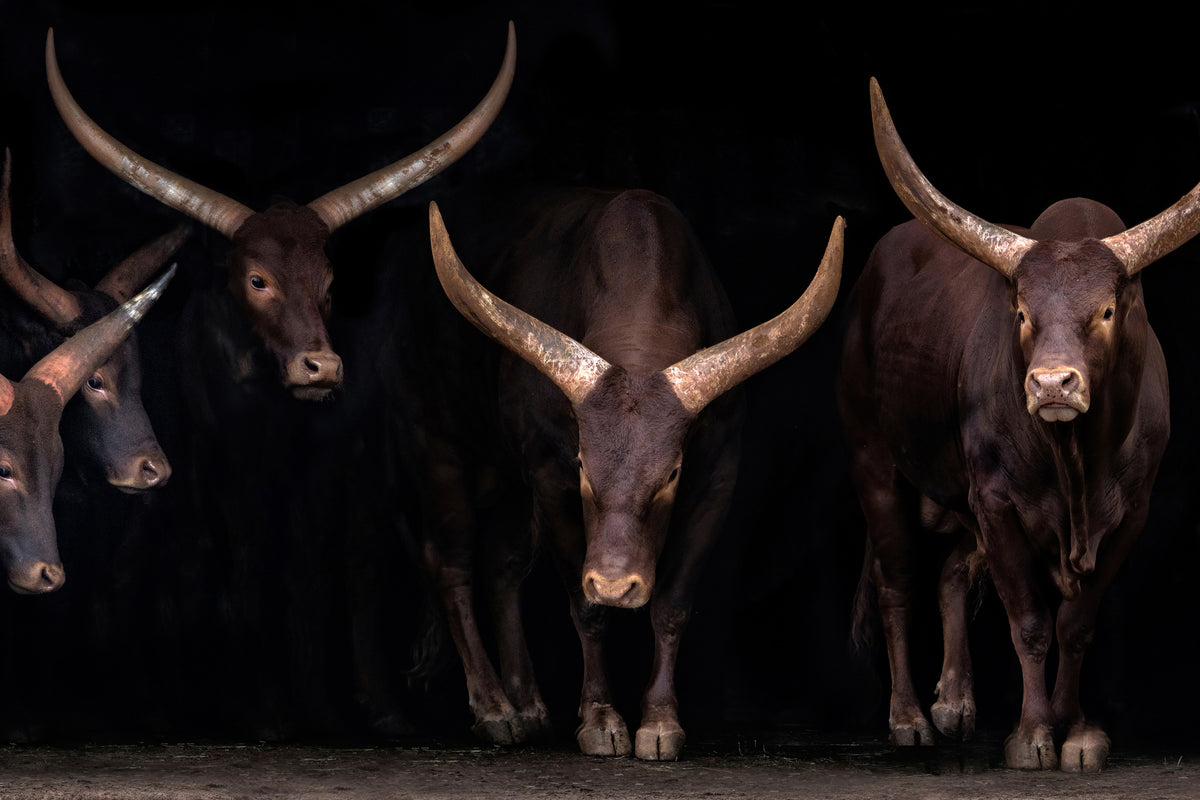 canvas-print-watusi-family-x