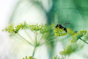 canvas-print-xxl-parsnip