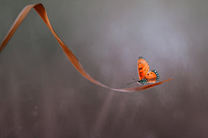 framedcanvas-print-lonely-x