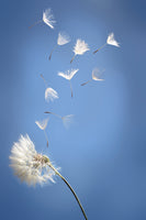 framedcanvas-print-dandelion-xl