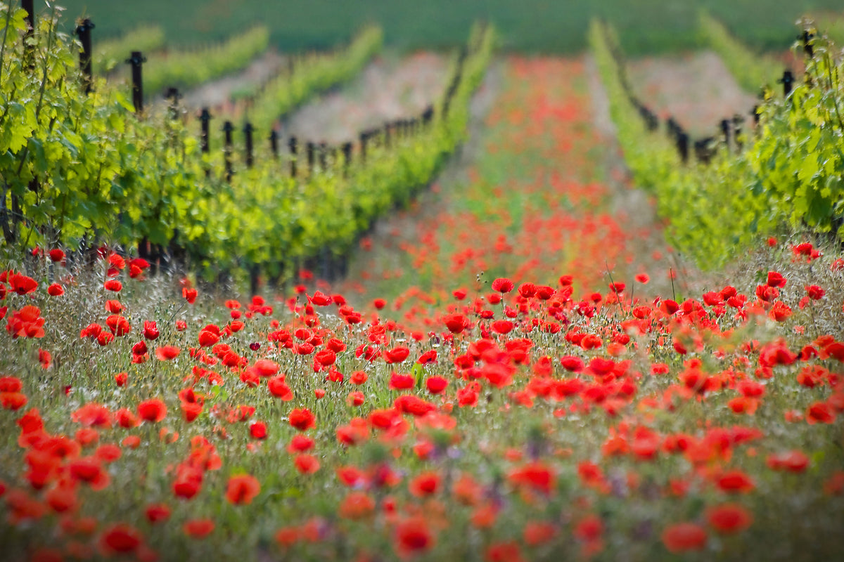 aluminium-print-red-district-x