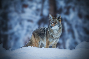 acrylic-print-coyote-in-winter-x