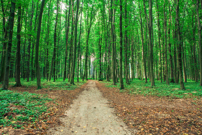 poster-print-pine-forests