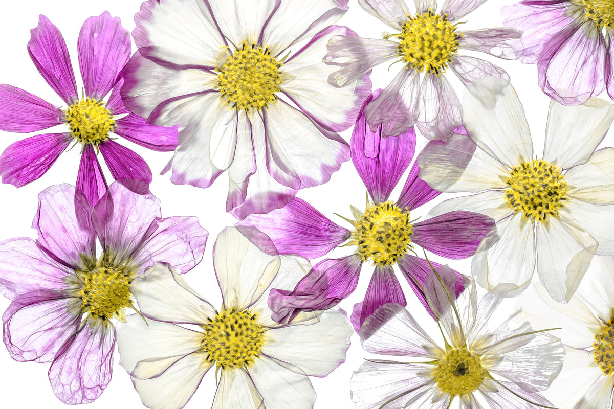 canvas-print-keeping-summer-x